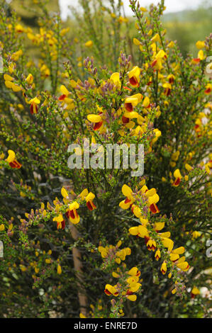 Cytisus scoparius andreanus.f. Balai commun. Banque D'Images