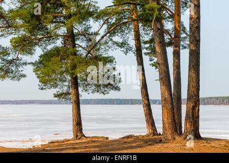 Printemps paysage du lac et de pins qui poussent sur la rive Banque D'Images