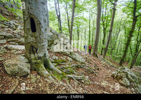 Famille de randonneurs sur un sentier de montagne à travers la forêt de hêtres Banque D'Images