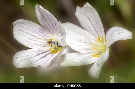 Les fleurs au printemps Banque D'Images