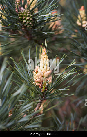 Les cônes de Pinus sylvestris au printemps. Banque D'Images