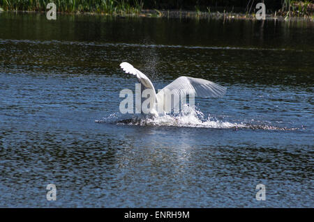 Wanstead Park, London, UK Dimanche 10 mai 2015. Un cygne lance une violente attaque d'un chien labrador jaune baignade en étang Shoulder of Mutton, Wanstead Park, Londres. Le mâle swan, connu comme un épi, mate et défend avec vigueur ses cygnets. Le chien s'échapper sain et sauf. 5e. d'une série de 8 images. Credit : Mark Dunn/Alamy Live News Banque D'Images