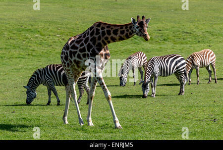 Longleat, Wiltshire, Royaume-Uni. 10 mai, 2015. Longleat Safari Park dans le Wiltshire est un pas en arrière dans le temps par ajouter un nouveau thème à sa zone jurassique parc aventure, les nouvelles attractions en ligne le 22 mai 2015 Crédit : Darren Attersley/Alamy Live News Banque D'Images