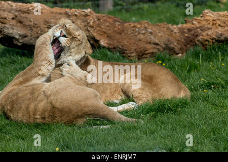 Longleat, Wiltshire, Royaume-Uni. 10 mai, 2015. Longleat Safari Park dans le Wiltshire est un pas en arrière dans le temps par ajouter un nouveau thème à sa zone jurassique parc aventure, les nouvelles attractions en ligne le 22 mai 2015 Crédit : Darren Attersley/Alamy Live News Banque D'Images