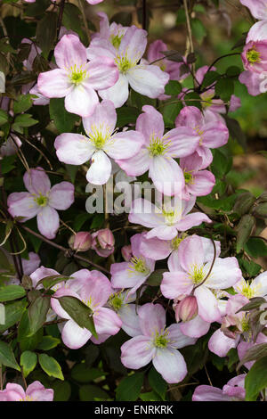 La fin du printemps fleurs de la forêt décidue, grimpeur, Clematis montana 'Wee Willie Winkie' Banque D'Images