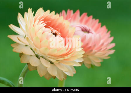 Strawflowers - Helichrysum bracteatum Banque D'Images