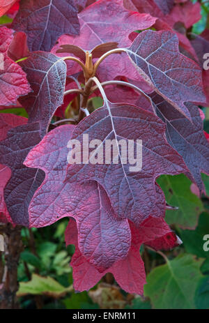 L'Hydrangea quercifolia Hortensia Oakleaf - 'Snow Queen' Banque D'Images