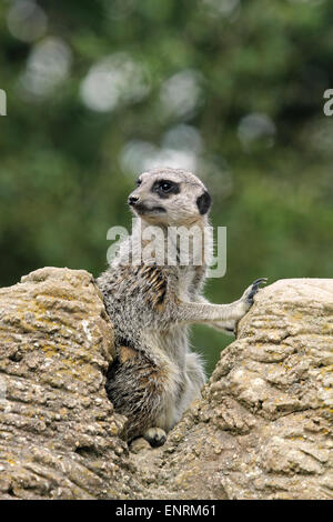 Meerkat (Suricata suricatta) - aka - Suricate un membre de la famille des mangoustes Banque D'Images