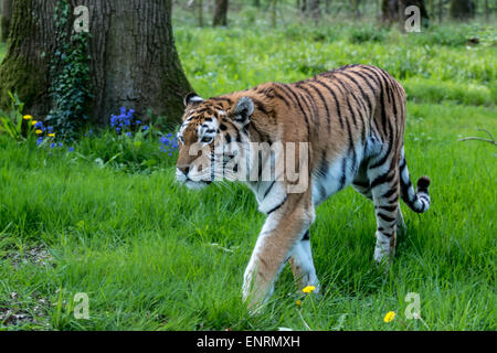 Longleat Safari Park, Longleat, Wiltshire, Royaume-Uni. 10 mai, 2015. Jeter un oeil à certains des plus vulnérables aux animaux en voie de disparition-Amur Tiger : Statut En voie de disparition. aussi peu que 3 200 tigres restent dans la nature aujourd'hui Banque D'Images