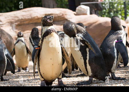 Longleat Safari Park, Longleat, Wiltshire, Royaume-Uni. 10 mai, 2015. Jeter un oeil à certains des plus vulnérables aux animaux en voie de disparition- manchot de Humboldt : statut vulnérable. Banque D'Images