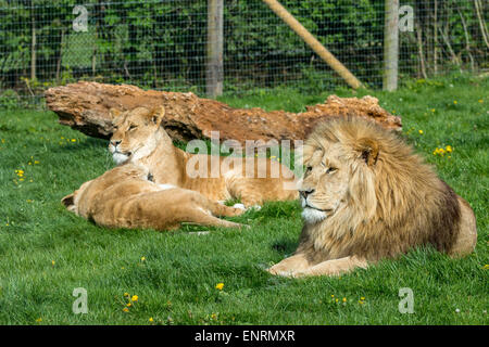 Longleat Safari Park, Longleat, Wiltshire, Royaume-Uni. 10 mai, 2015. Jeter un oeil à certains des plus vulnérables aux animaux en voie de disparition-lion d'Afrique : l'état vulnérable. aussi peu que 30 000 - 35 000 demeurent dans la nature aujourd'hui Banque D'Images