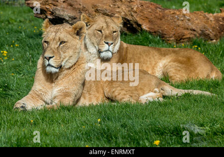 Longleat Safari Park, Longleat, Wiltshire, Royaume-Uni. 10 mai, 2015. Jeter un oeil à certains des plus vulnérables aux animaux en voie de disparition-lion d'Afrique : l'état vulnérable. aussi peu que 30 000 - 35 000 demeurent dans la nature aujourd'hui Banque D'Images