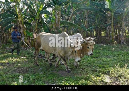 Farmer ploughing champ avec des taureaux, Valle de los Ingenios (Vallée des moulins à sucre), Trinidad, Cuba Banque D'Images
