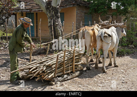 Agriculteur avec taureaux faisant glisser sur un traîneau en bois, Valle de los Ingenios (Vallée des moulins à sucre), Trinidad, Cuba Banque D'Images