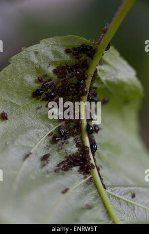 Puceron noir du cerisier (Myzus cerasi) colonie sur leaf - Maryland USA Banque D'Images