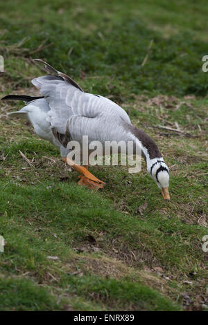 Bar à tête rousse (Anser indicus). Race sur plateau tibétain ; migrent à travers l'Himalaya à l'hiver dans le nord de l'Inde, de l'Assam et au nord Banque D'Images