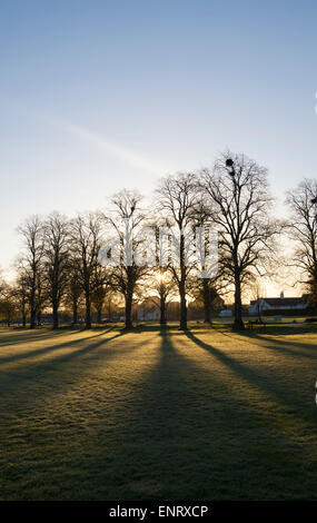 Lever du soleil et les ombres des arbres silhouette sur vert St Boswells, Scottish Borders. L'Ecosse Banque D'Images