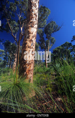 Bois d'eucalyptus ouvert de John Forrest National Park, Darling Scarp, collines de Perth, Australie occidentale Banque D'Images