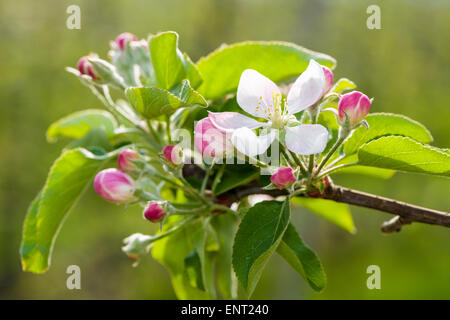 Fleurs de la variété 'Gala', Auer, Tyrol du Sud, Italie Banque D'Images