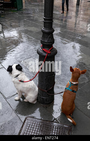 Deux chiens de race mixte sous la pluie, par une laisse attaché à un lampadaire, Palma de Majorque, Majorque, Îles Baléares, Espagne Banque D'Images