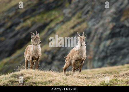 Deux femmes, des bouquetins des Alpes (Capra ibex), Parc National du Haut Tauern, Carinthie, Autriche Banque D'Images