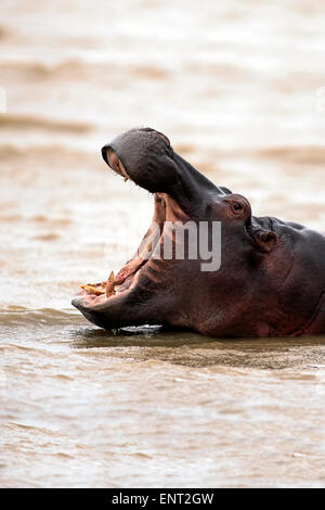 Hippopotamus amphibius (Hippopatamus), adulte, dans l'eau, avec sa bouche ouverte, Saint Lucia Estuary, parc iSimangaliso Wetland Park Banque D'Images