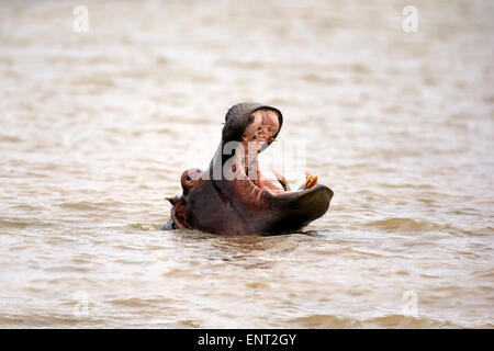 Hippopotamus amphibius (Hippopatamus), adulte, dans l'eau, avec sa bouche ouverte, Saint Lucia Estuary, parc iSimangaliso Wetland Park Banque D'Images
