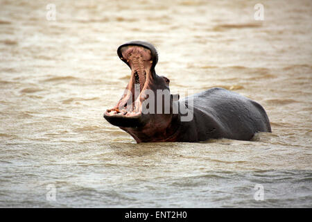Hippopotamus amphibius (Hippopatamus), adulte, dans l'eau, avec sa bouche ouverte, Saint Lucia Estuary, parc iSimangaliso Wetland Park Banque D'Images