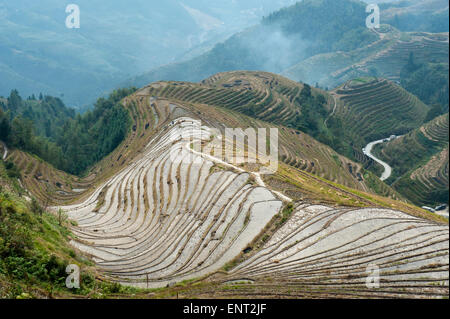 Les terrasses de riz de Longsheng Longji, champs en terrasses, près de Guilin, dans la région autonome du Guangxi, Chine Banque D'Images