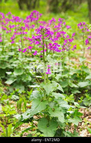 Dame's Rocket (Hesperis matronalis), les montagnes du nord, Lekha Burgenland, Burgenland, Autriche Banque D'Images