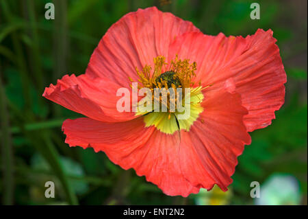 Pavot d'Islande jardin 'gnome' (Papaver nudicaule), jardin botanique, Erlangen, Middle Franconia, Bavaria, Germany Banque D'Images