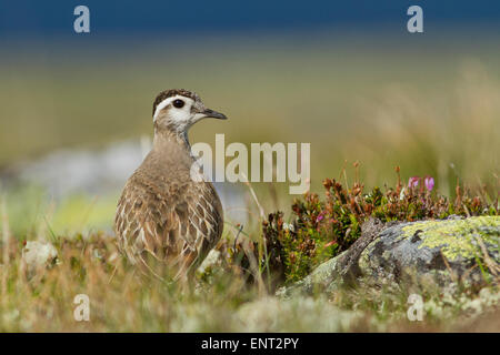 Pluvier guignard (Charadrius morinellus) dans la tombe, la Norvège Banque D'Images