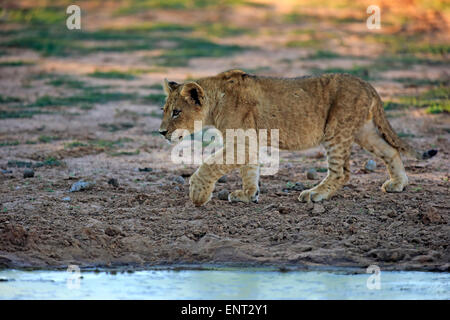 Lion (Panthera leo), Cub, quatre mois, tournant, Kuruman, Kalahari, North Cape, Afrique du Sud Banque D'Images