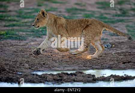 Lion (Panthera leo), Cub, quatre mois, tournant, Kuruman, Kalahari, North Cape, Afrique du Sud Banque D'Images