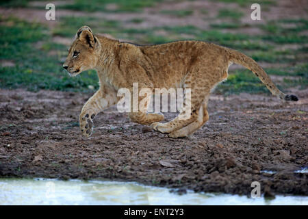 Lion (Panthera leo), Cub, quatre mois, tournant, Kuruman, Kalahari, North Cape, Afrique du Sud Banque D'Images