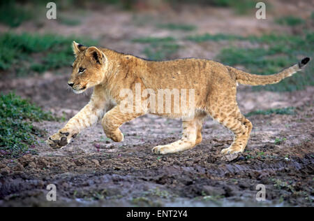 Lion (Panthera leo), Cub, quatre mois, tournant, Kuruman, Kalahari, North Cape, Afrique du Sud Banque D'Images