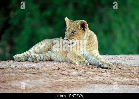 Lion (Panthera leo), Cub, quatre mois, le mensonge, le Kuruman, Kalahari, North Cape, Afrique du Sud Banque D'Images