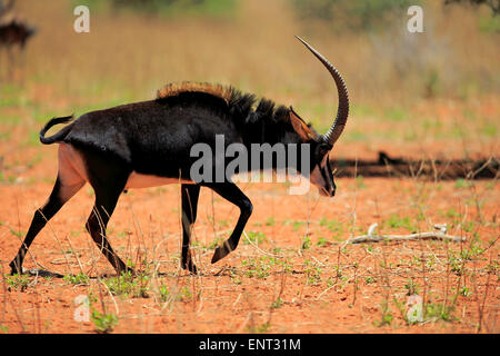 Hippotrague (Hippotragus niger), mâle adulte, Kuruman, Désert du Kalahari, North Cape, Afrique du Sud Banque D'Images