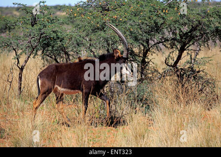 Hippotrague (Hippotragus niger), mâle adulte, Kuruman, Désert du Kalahari, North Cape, Afrique du Sud Banque D'Images