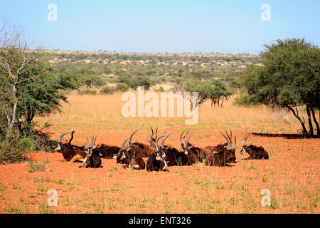 Hippotrague (Hippotragus niger), adulte, troupeau, repos, Kuruman, Désert du Kalahari, North Cape, Afrique du Sud Banque D'Images