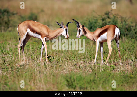 Les Springboks (Antidorcas marsupialis), deux hommes adultes, Kuruman, Désert du Kalahari, North Cape, Afrique du Sud Banque D'Images