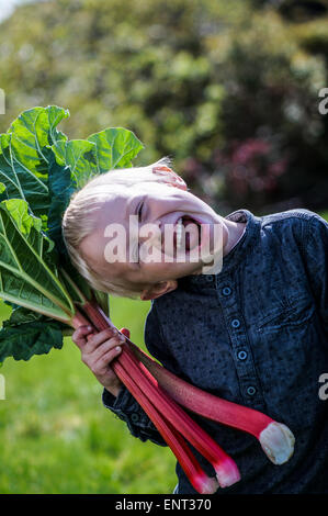 Un petit garçon d'âge préscolaire qui ont un grand groupe de rhubarbs dans le jardin sur un jour de printemps ensoleillé.Il porte une chemise bleue Banque D'Images