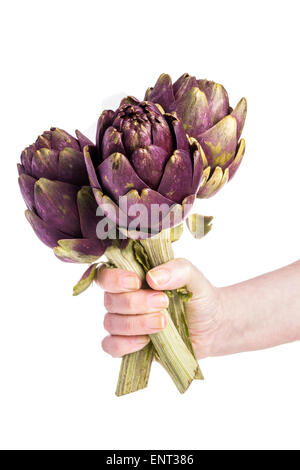 Trois artichauts violets et prête pour la cuisson tenez en main, isolated on white