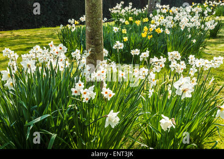 Les jonquilles dans le jardin de printemps au Bowood Estate dans le Wiltshire. Banque D'Images