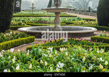 Les tulipes sur la terrasse de Bowood House dans le Wiltshire. Banque D'Images