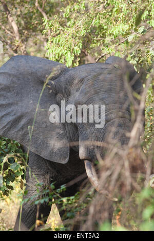 Bull Elephant (Loxodonta africanus). La vie en solitaire des hommes. Mole National Park. Le Ghana. L'Afrique de l'Ouest. Banque D'Images