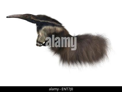 Rendu 3D d'un fourmilier géant isolé sur fond blanc Banque D'Images