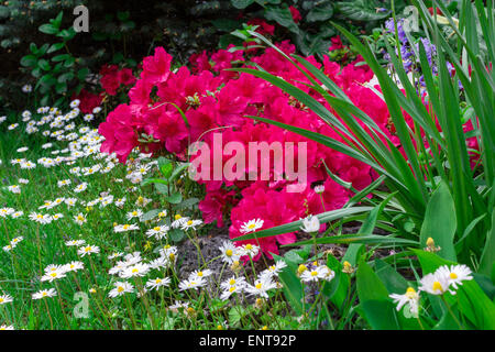 Un beau coin d'un jardin fleuri, au printemps. Banque D'Images