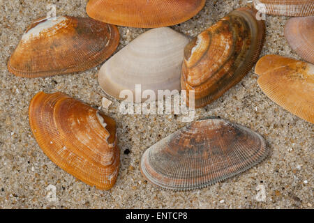 En lignes de la clovisse, Donax, shell de coin, Sägezähnchen Sägemuschel Muschelschale,,, Donax vittatus vittatus Cuneus, Banque D'Images