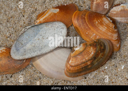 En lignes de la clovisse, Donax, shell de coin, Sägezähnchen Sägemuschel Muschelschale,,, Donax vittatus vittatus Cuneus, Banque D'Images